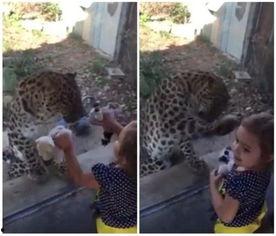 美洲豹女儿,美洲豹公主的传奇冒险之旅